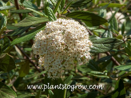 Prague Viburnum (Viburnum x pragense)